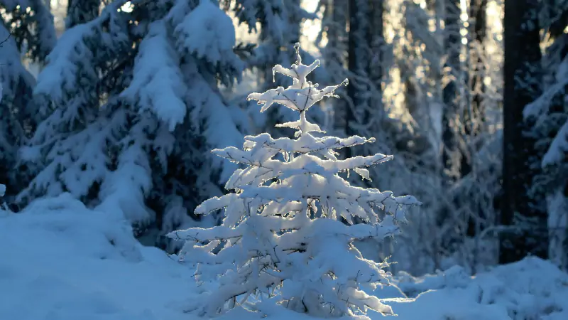 December snowy scene: tree blanketed in fresh snow, winter landscape — Siyahi blog